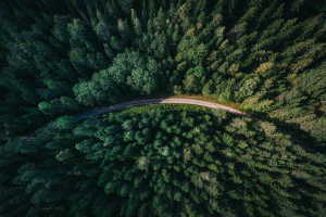 산림관측 산림관측